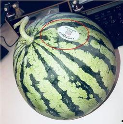 礼县网红吃瓜,揭秘网络红人的幕后生活